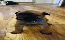Belgian Shepherd Dog dogs for sale: Stunning Belgian Malinois Puppies - Image 5