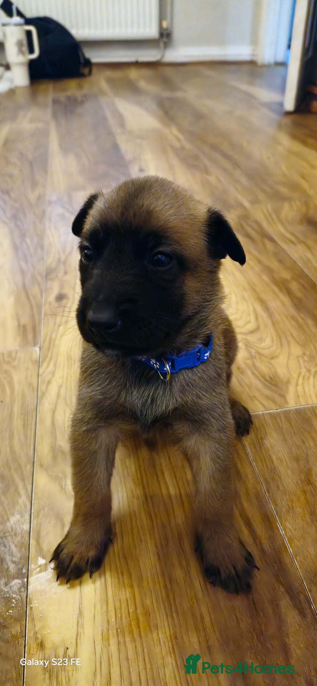 Belgian Shepherd Dog dogs for sale: Stunning Belgian Malinois Puppies - Image 5