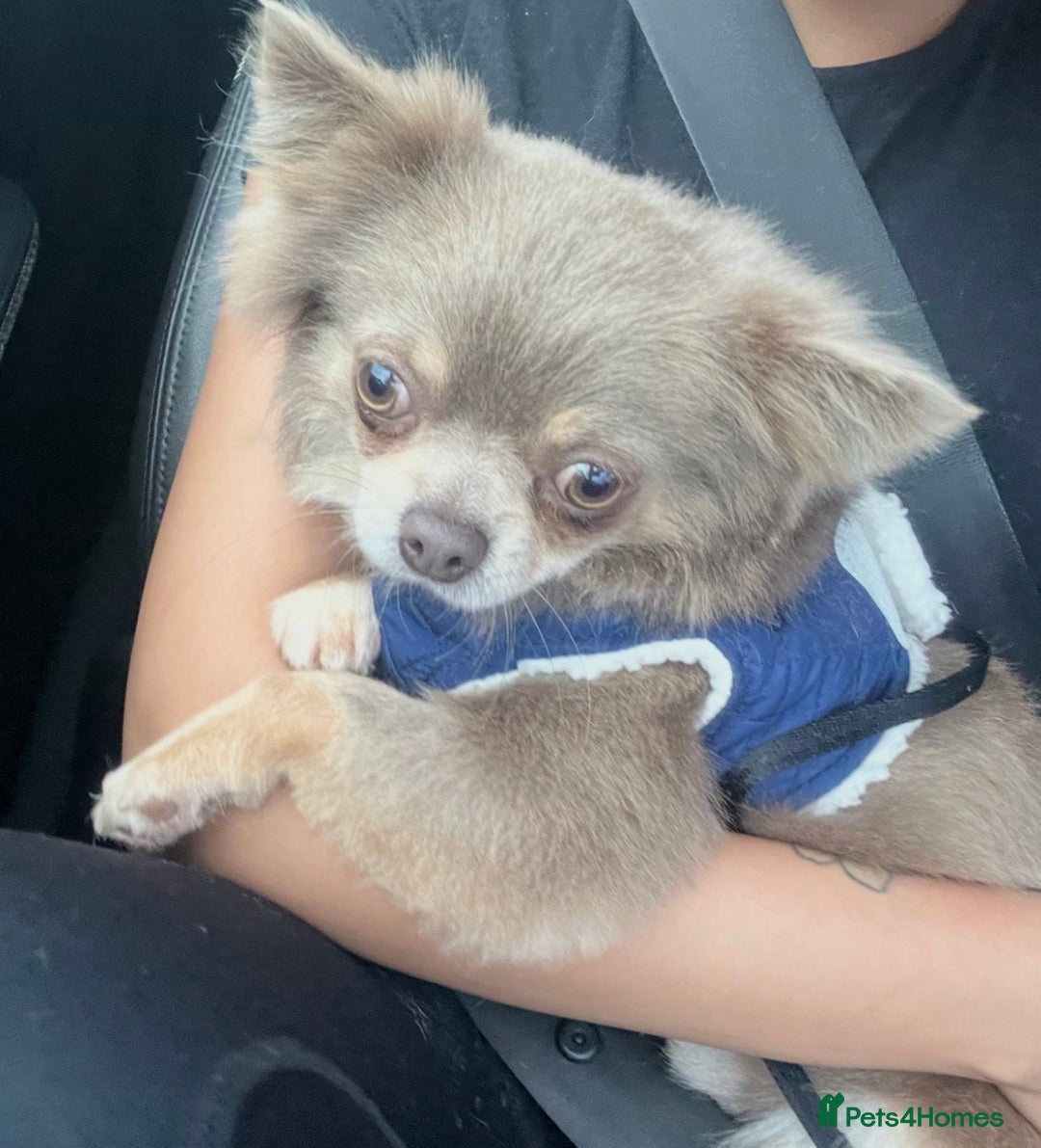 Chihuahua dogs for stud: Arlo - chihuahua long hair stud  - Image 3