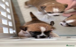 Mixed Breed dogs for sale: Beautiful puppies  - Image 9