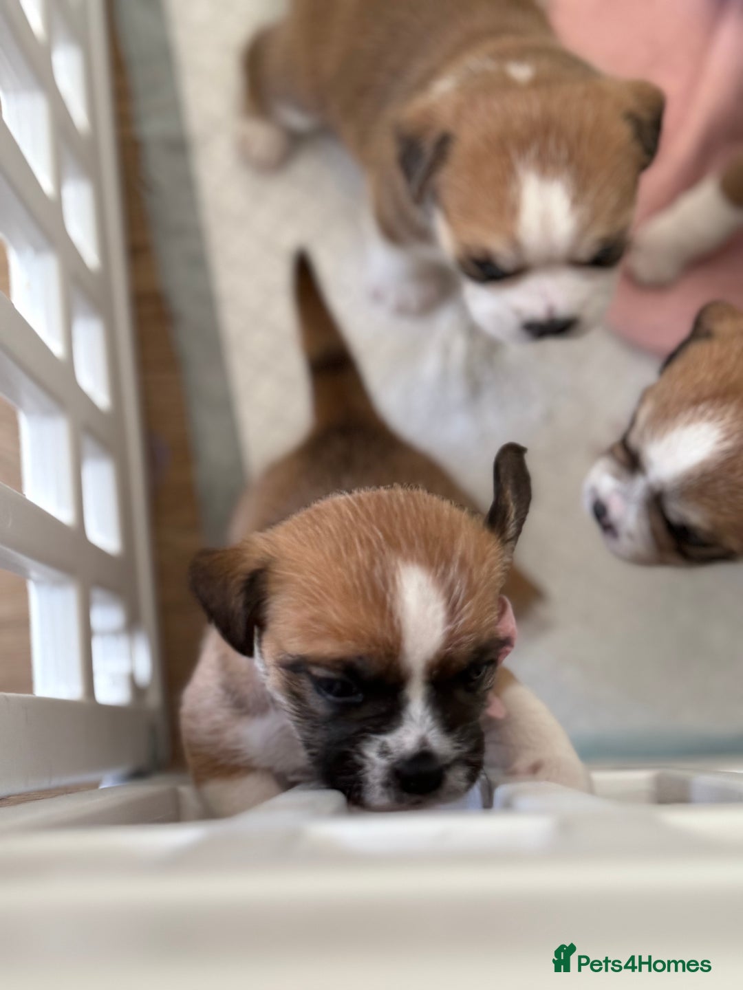 Mixed Breed dogs for sale: Beautiful puppies  - Image 9