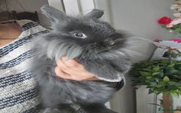 Lionhead rabbits for sale: Beautiful Blue Lion Head Boy - Advert 8