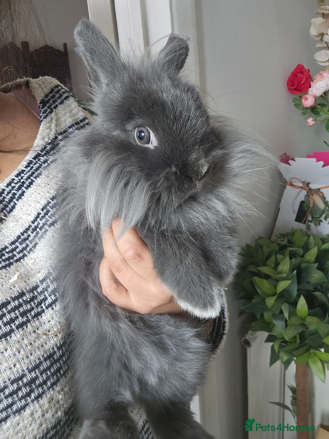 Lionhead rabbits for sale: Beautiful Blue Lion Head Boy - Advert 8