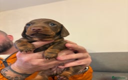 Miniature Dachshund dogs for sale: Beautiful best of breed litter - Advert 11