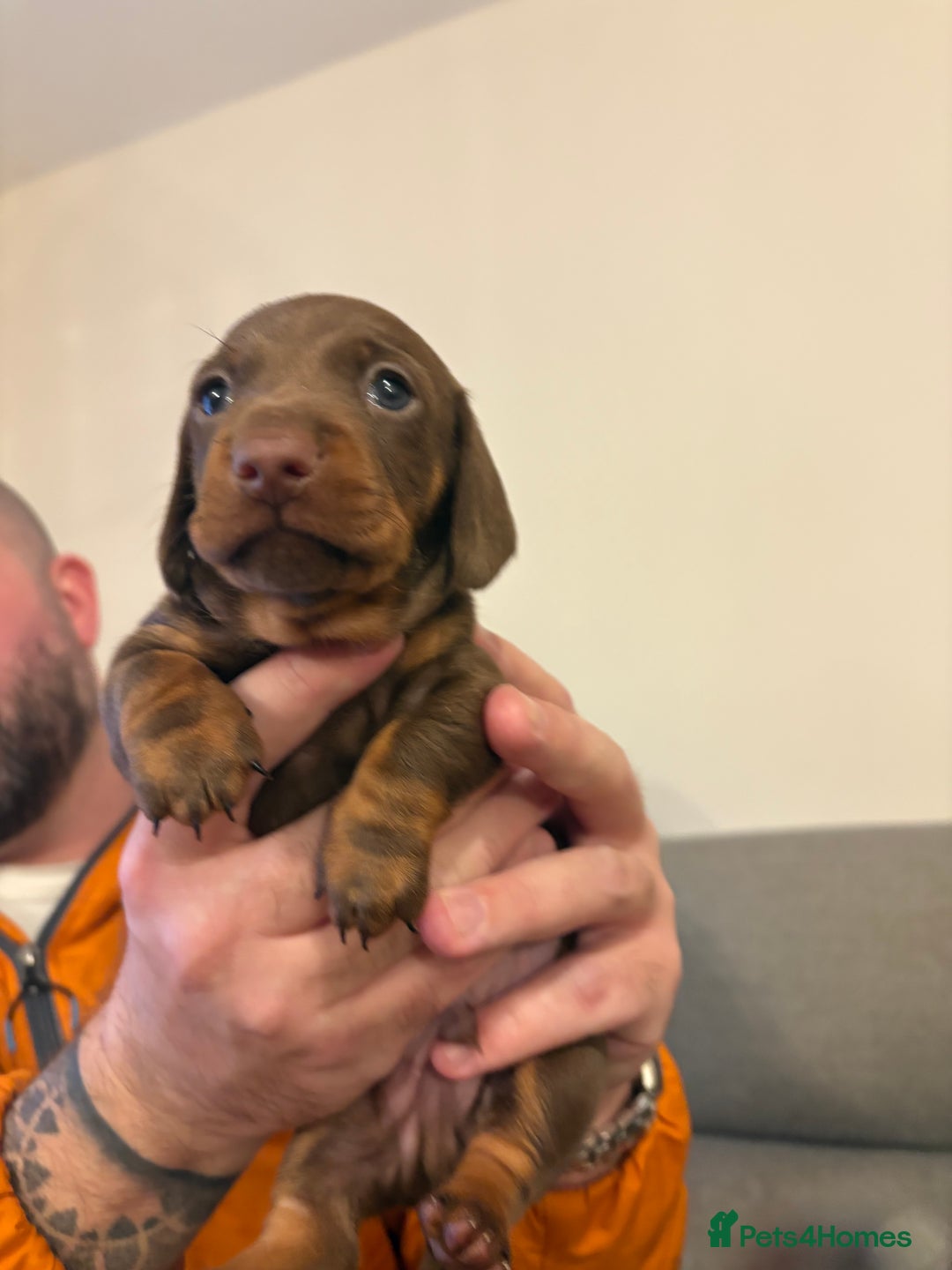 Miniature Dachshund dogs for sale: Beautiful best of breed litter - Advert 11