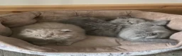 British Longhair cats for sale: British long hair  in Bradford - Advert 8