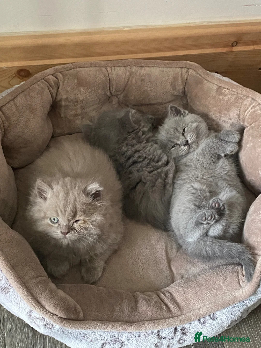British Longhair cats for sale: British long hair  in Bradford - Advert 8