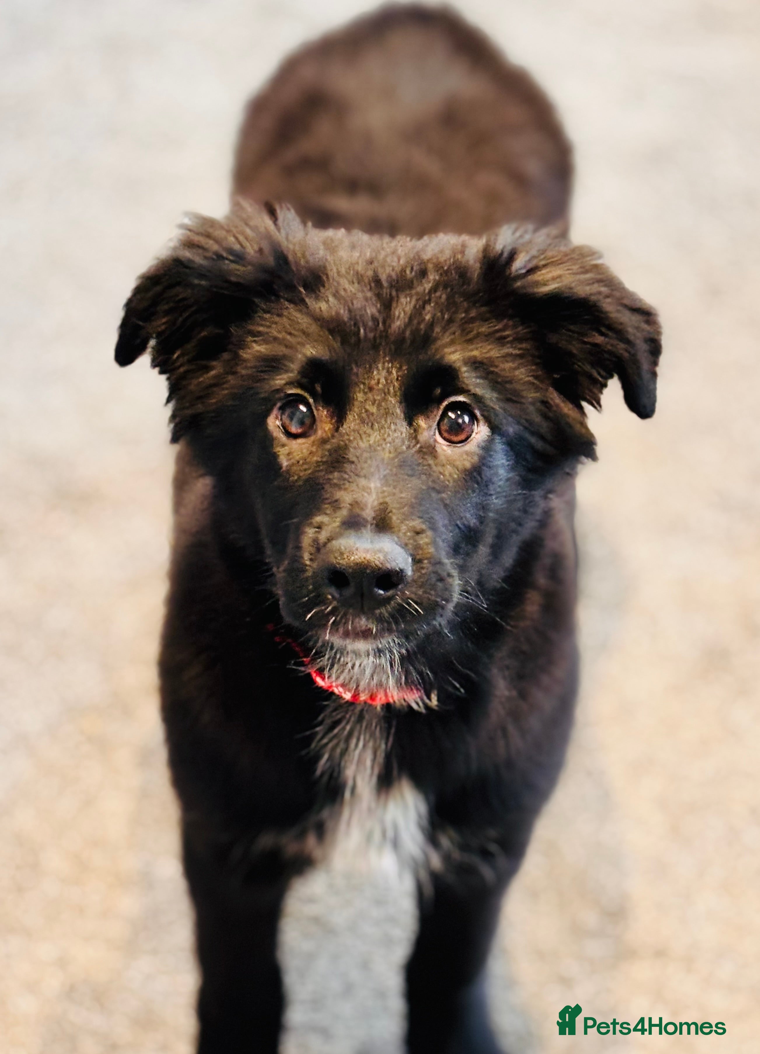 Mixed Breed dogs 🐾 Beautiful Shollie Pups - Ready Now 🐾 - Advert 3