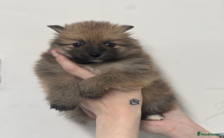 Pomeranian dogs - Advert 14