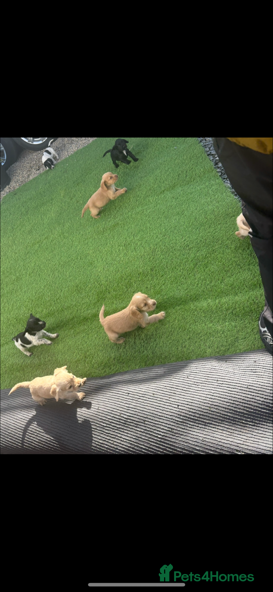 Cocker Spaniel dogs for sale: Ready to leave  - Image 15