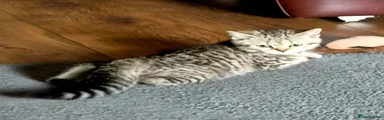 British Shorthair 1
