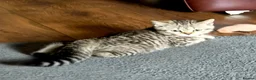 British Shorthair cats for sale: Gorgeous British Shorthair  - Advert 5
