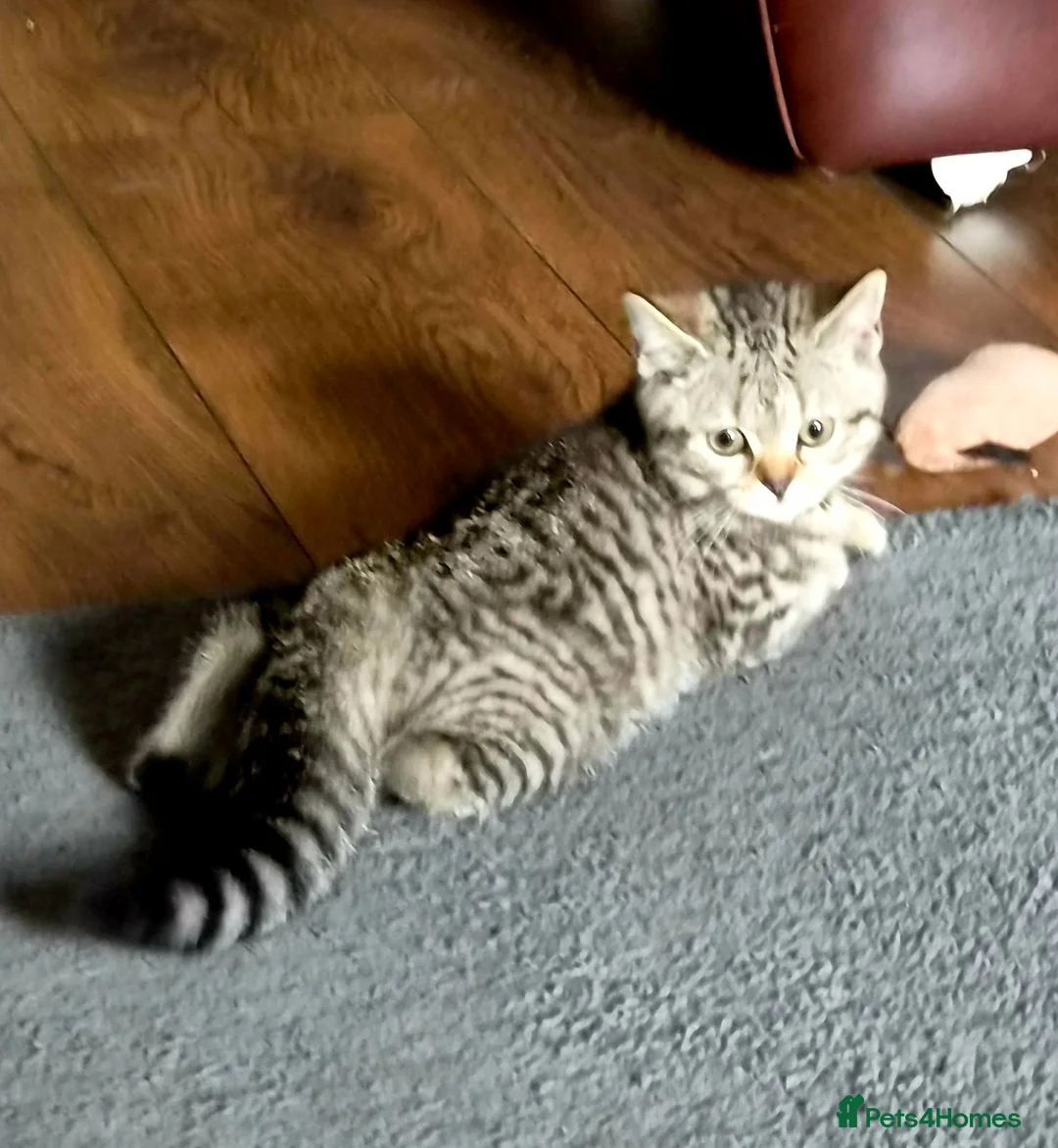 British Shorthair cats for sale: Gorgeous British Shorthair  - Advert 5