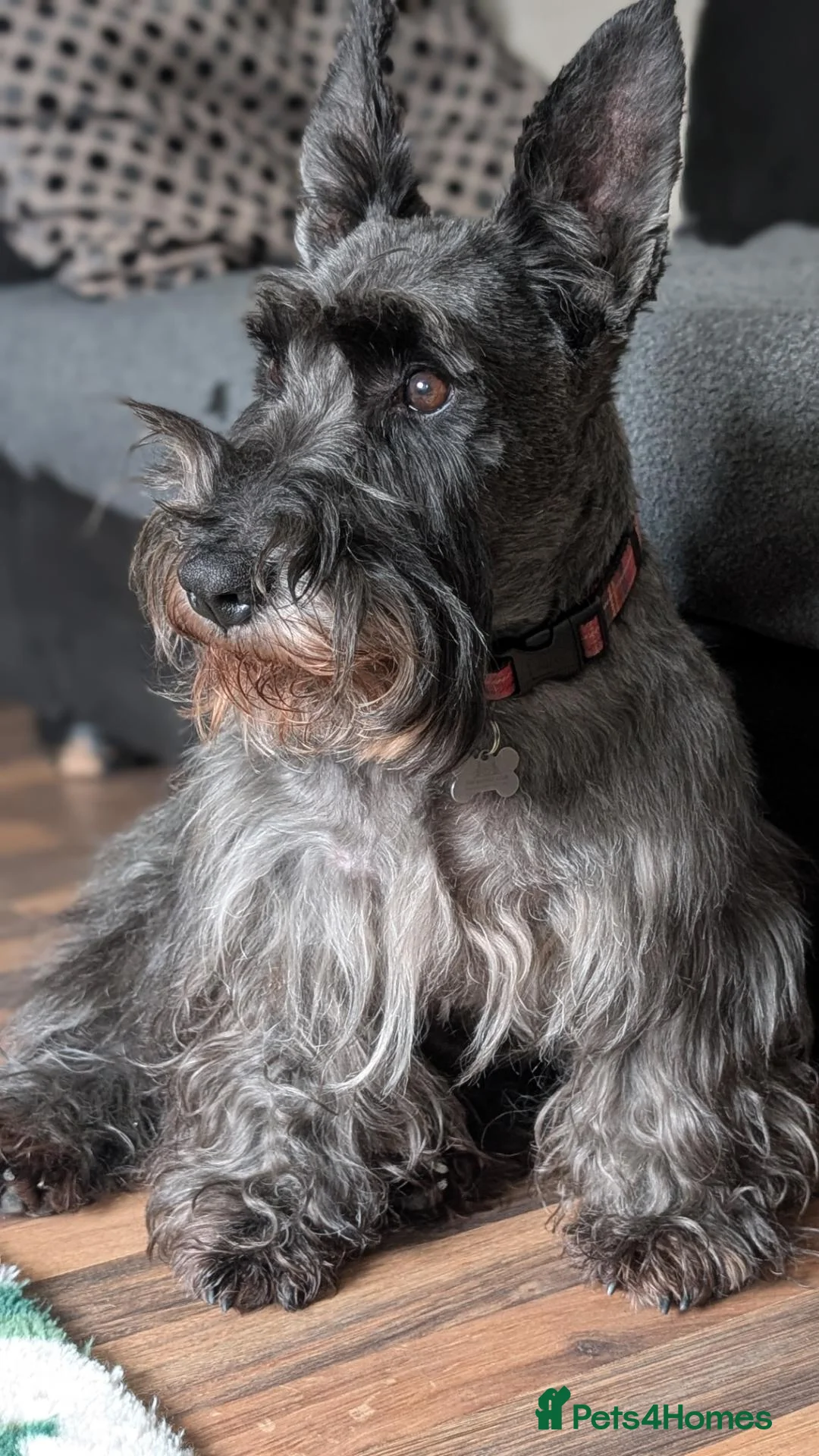 Scottish Terrier dogs for stud: 🐾 BONGO | SCOTTISH TERRIER AT STUD 🐾 in Cambridge - Advert 7
