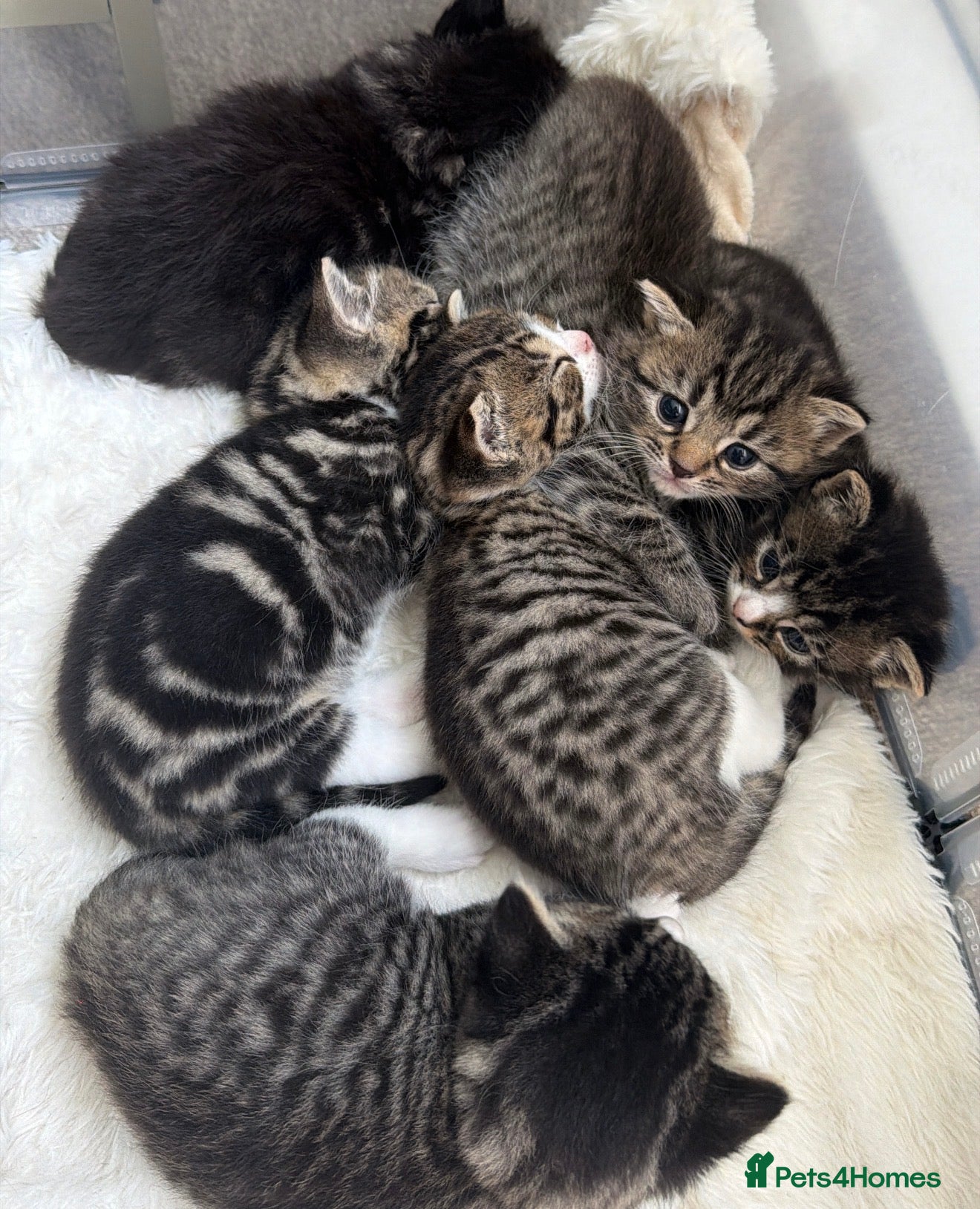 Domestic Shorthair cats for sale: Adorable tabby cats  in Reading - Advert 1