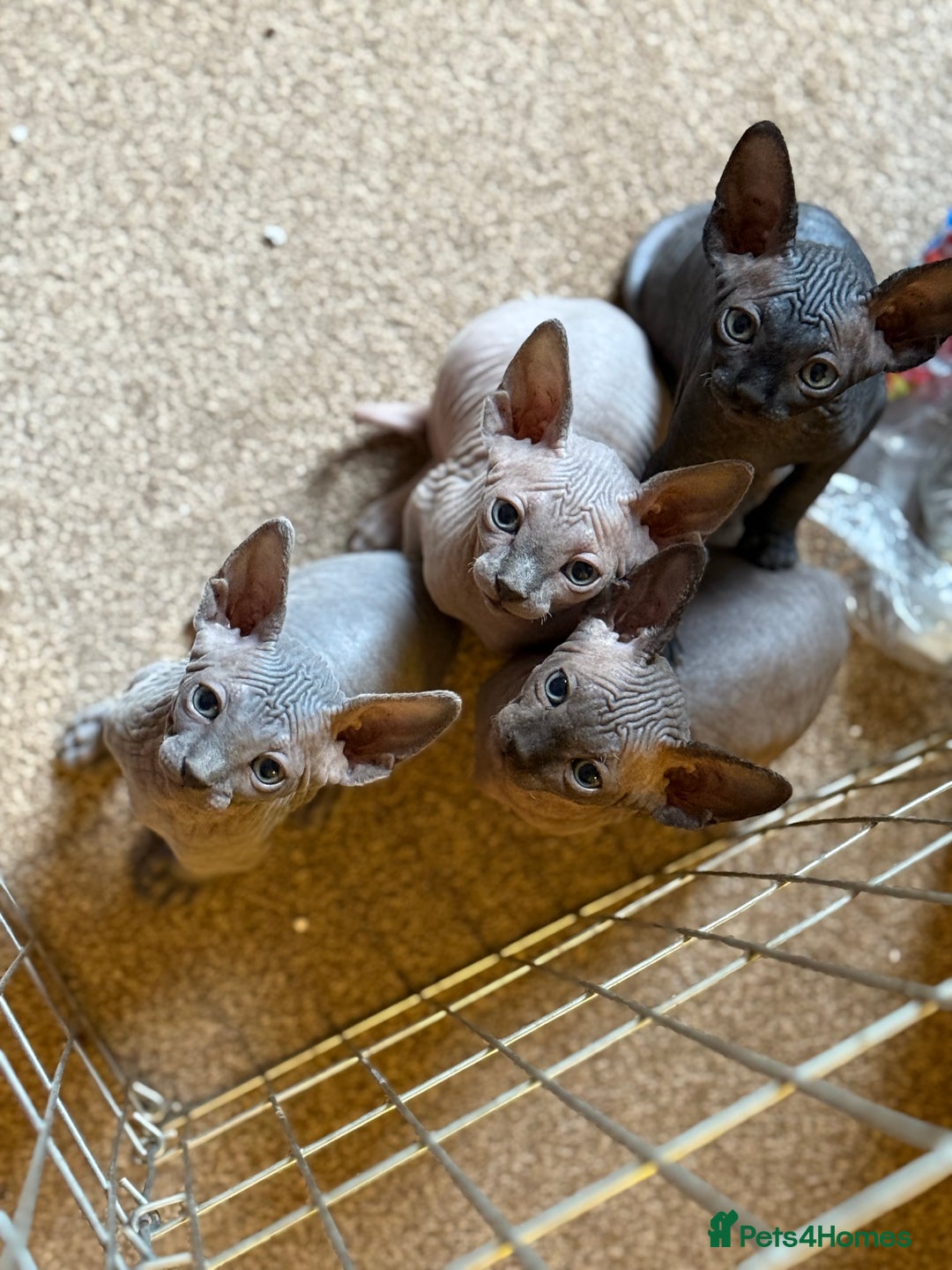 Sphynx cats for sale: ✨ Gorgeous Chunky Sphynx Kittens – Ready Soon! ✨ - Advert 9
