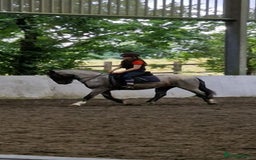 Connemara horses for sale: Storm the Jumping machine  - Image 6