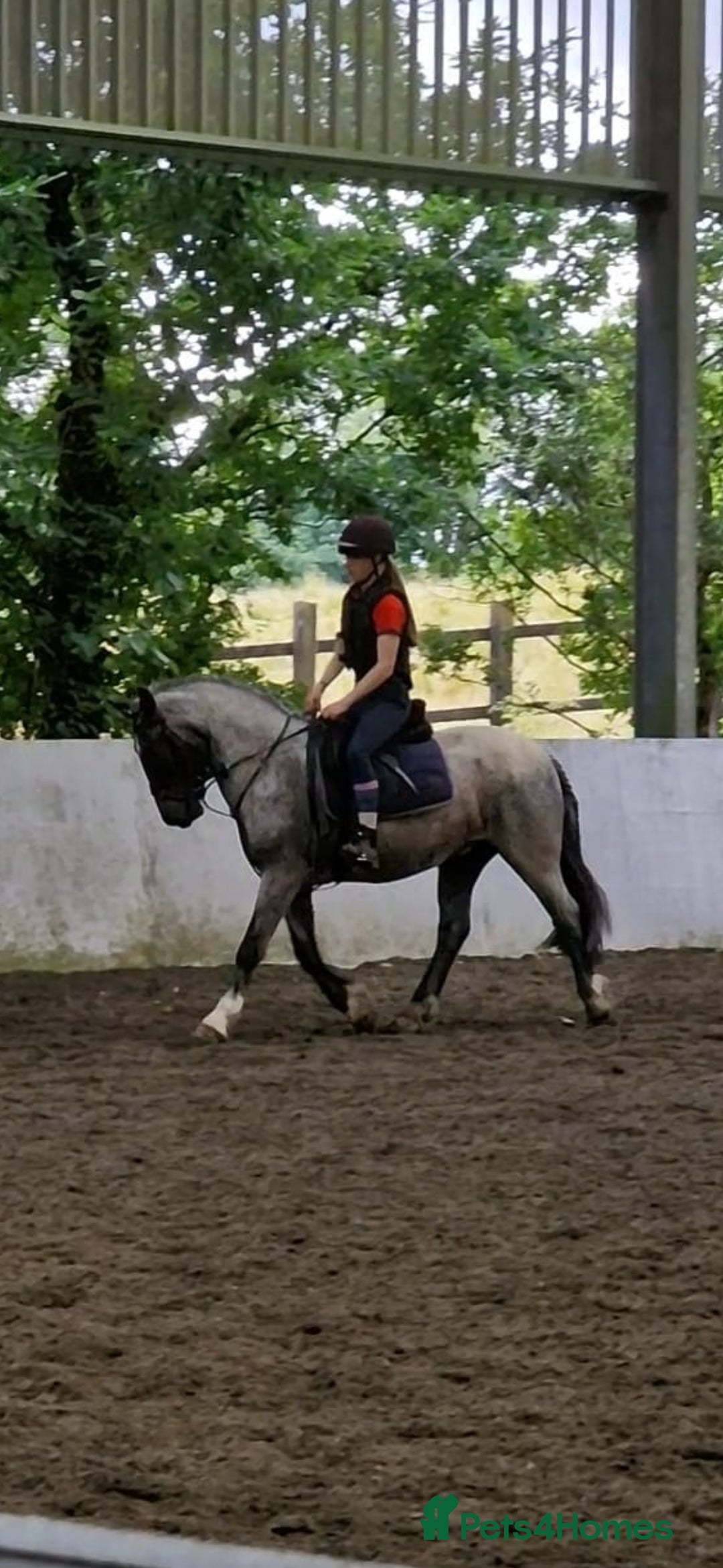Connemara horses for sale: Storm the Jumping machine  - Image 6