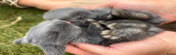 Mini Lop rabbits for sale: Mini Lop Babies  in Stockton-on-Tees - Advert 2