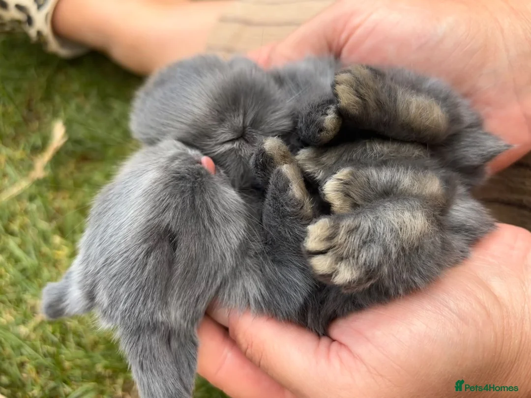 Mini Lop rabbits for sale: Mini Lop Babies  in Stockton-on-Tees - Advert 2