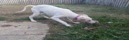 Mixed Breed dogs for sale: Absolutely beautiful almost pure Saluki girl  in Barnsley - Advert 7