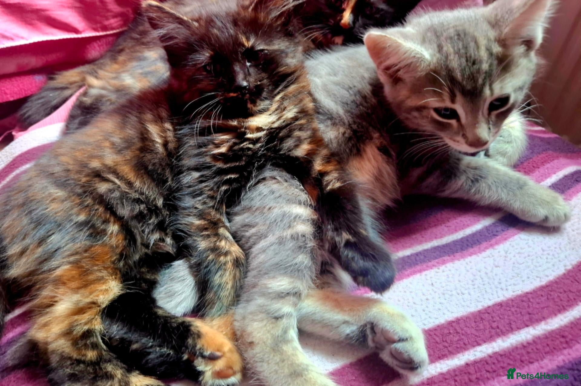 Mixed Breed cats Lovely Kittens 😻 - Advert 1