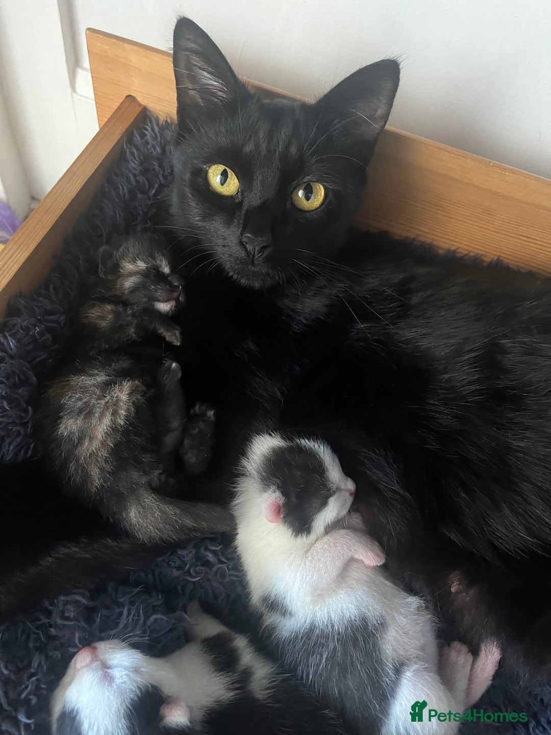 Domestic Shorthair cats for sale: Kittens for Sale - Image 8