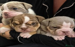 English Bulldog dogs for sale: Only one male left! Ready on the 27th of October  - Image 2