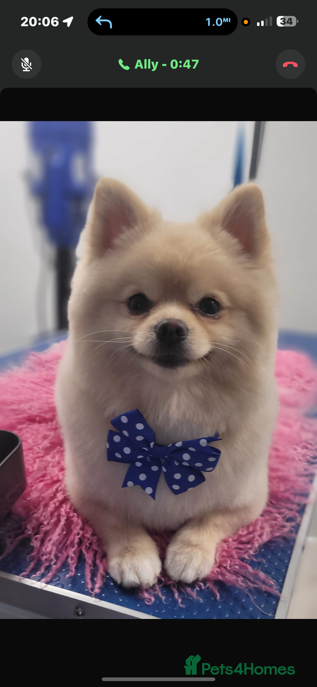 Pomeranian dogs for stud: Pomeranian stud available  - Advert 3