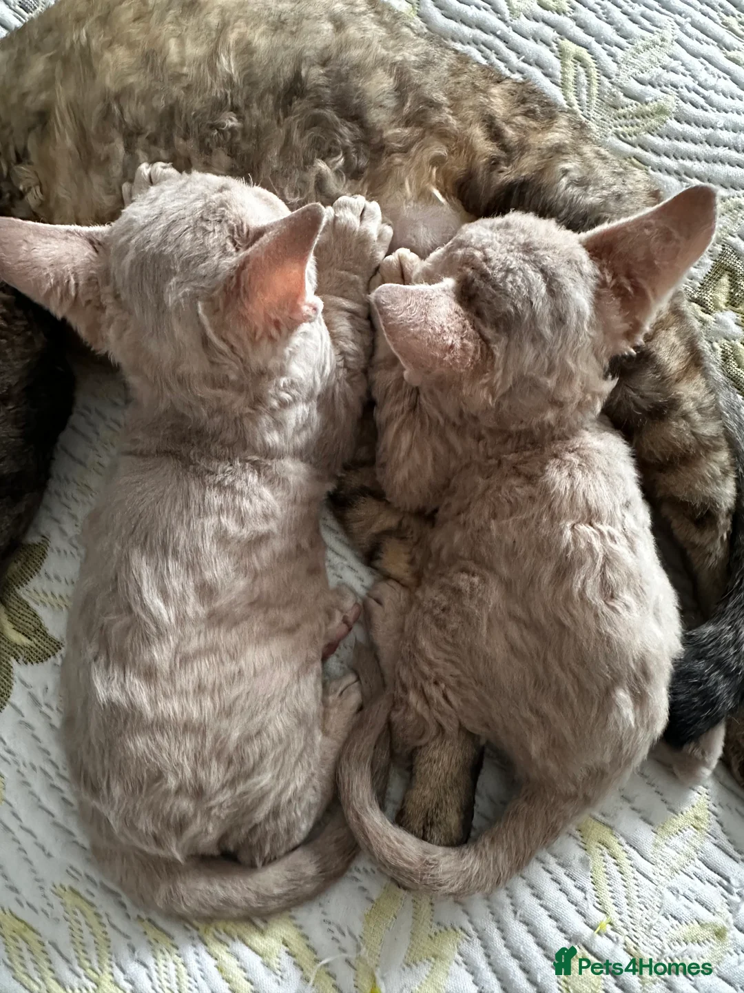 Devon Rex cats for sale: Devon  in London - Advert 4