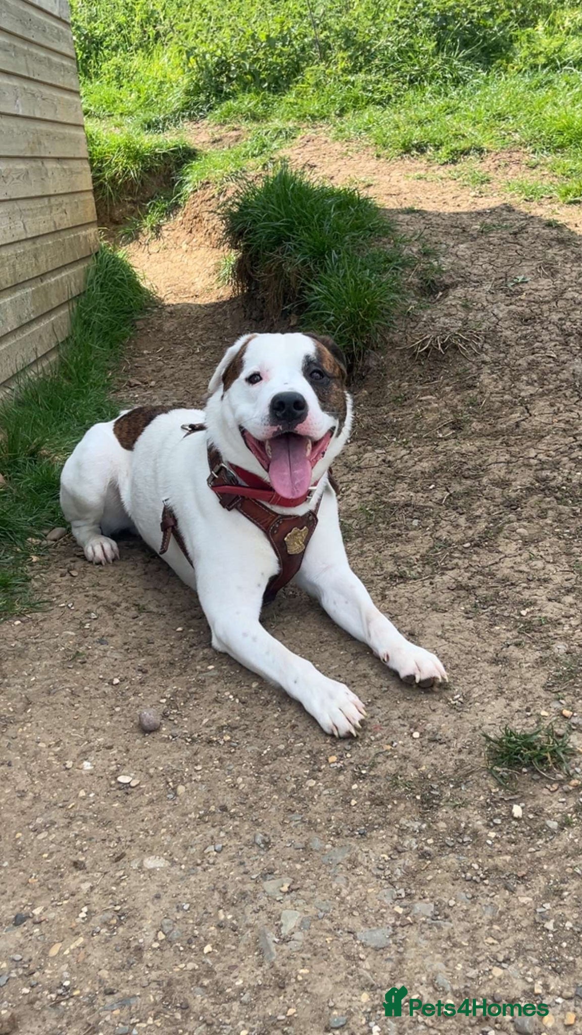 Mixed Breed dogs American Akita cross American bulldog  - Advert 2