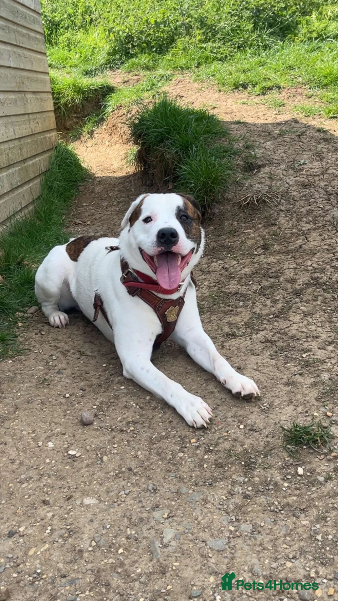 Mixed Breed dogs for sale: American Akita cross American bulldog  - Advert 1