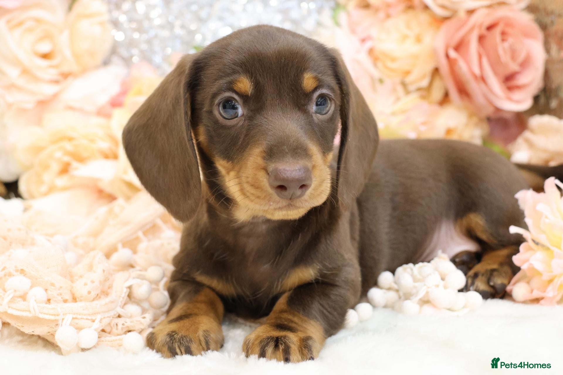 Miniature Dachshund dogs KC Miniature Dachshund Puppies - Advert 2