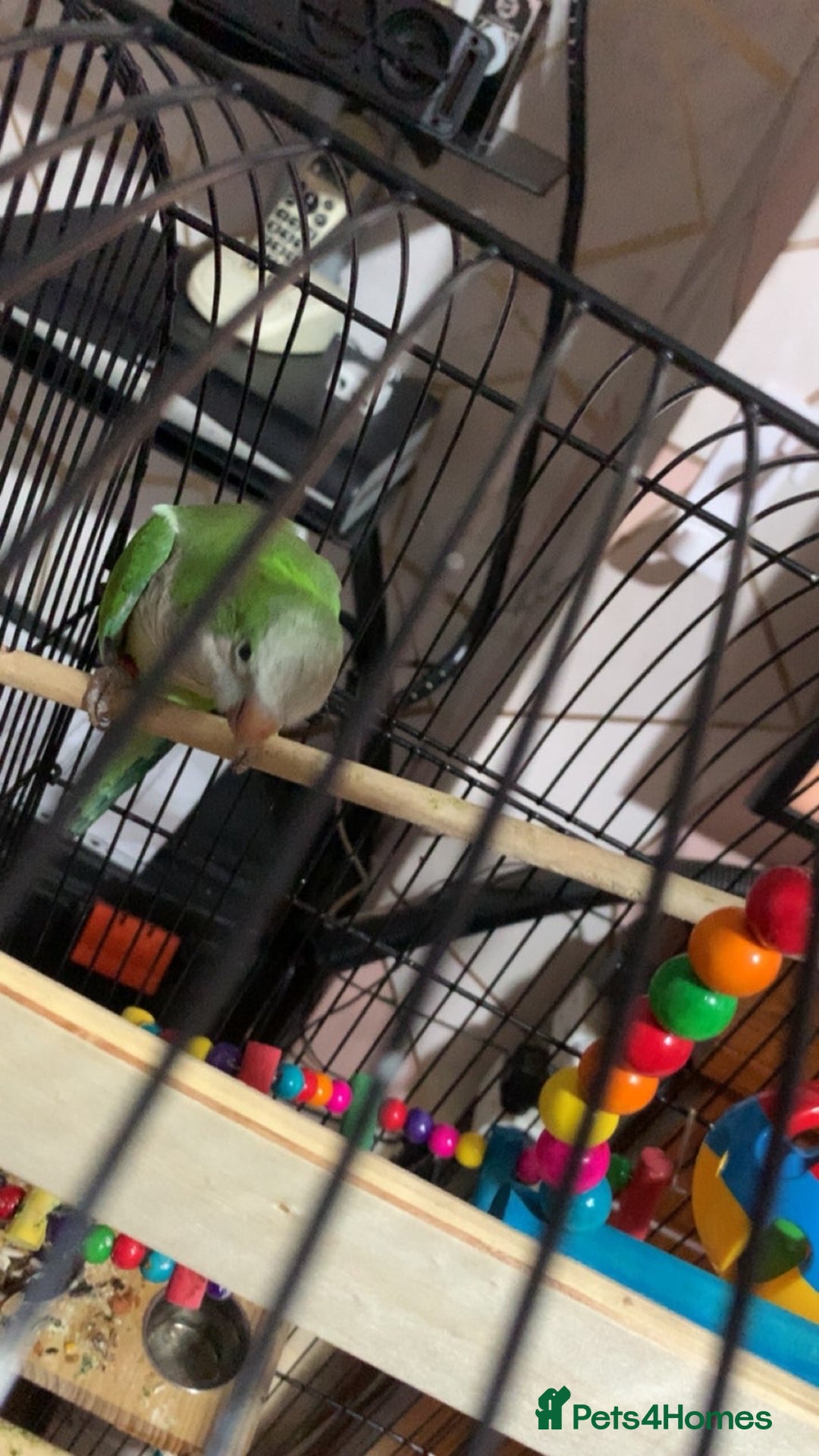 Parrots birds for sale: Green Quaker Parrot - Image 3