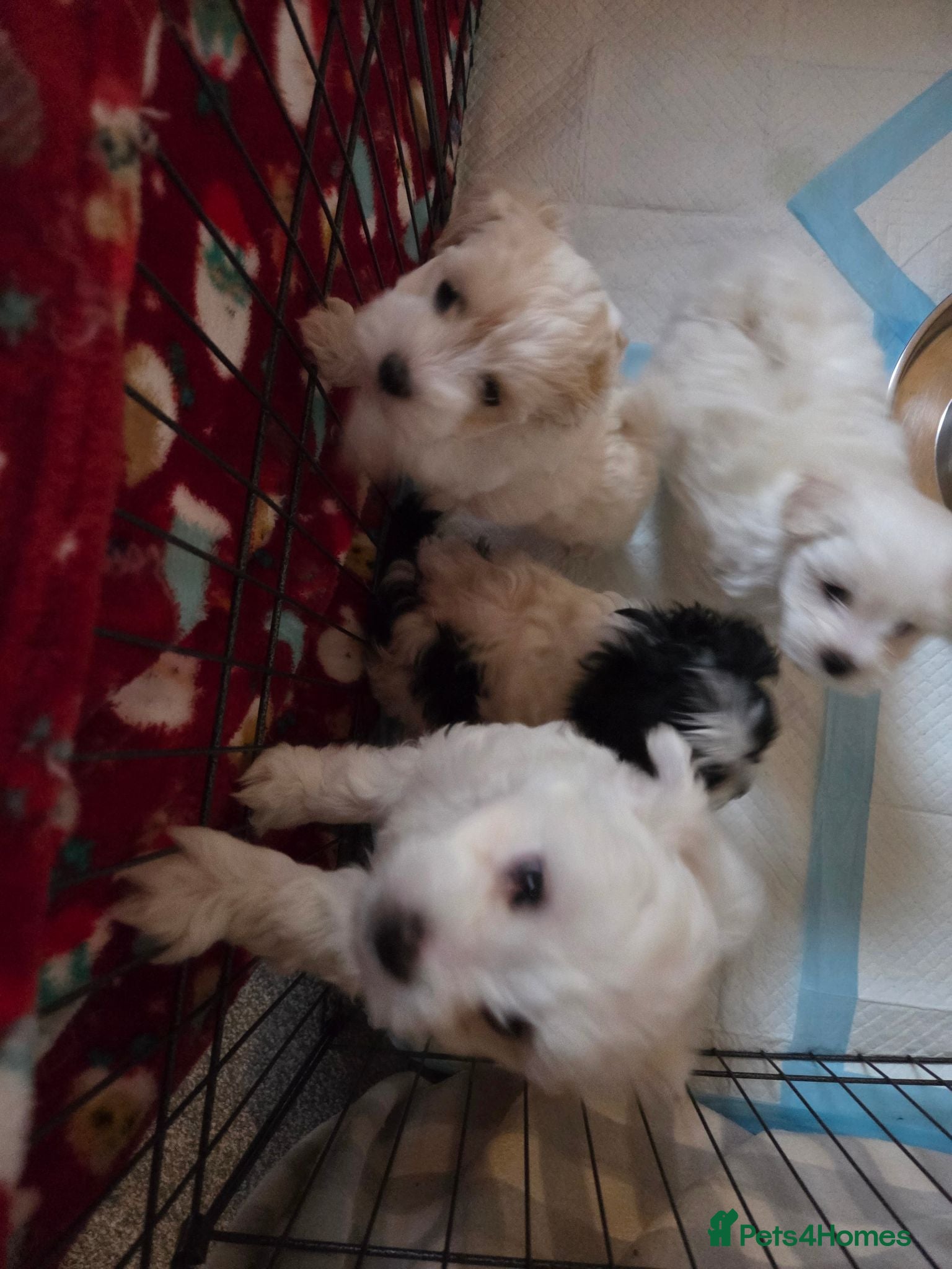 Maltese dogs 4 beautiful Maltese pups for sale. - Advert 8