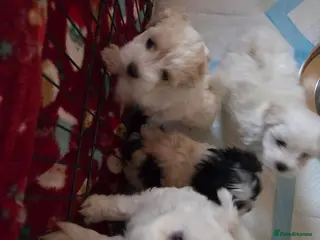 Maltese dogs 4 beautiful Maltese pups for sale. - Advert 8
