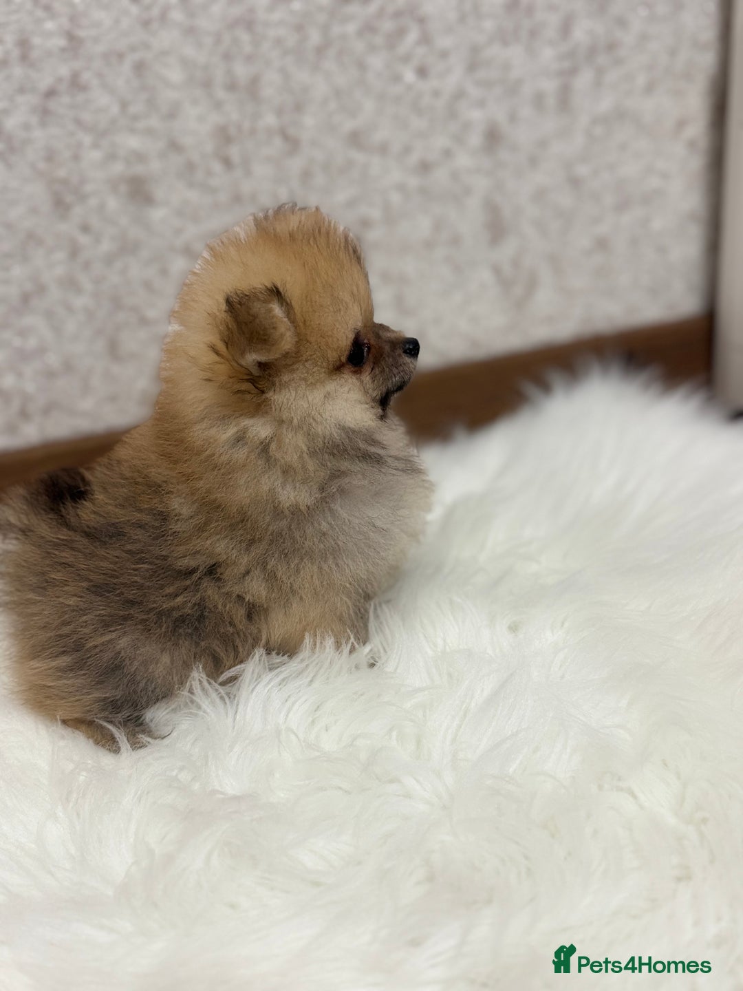 Pomeranian dogs for sale: Kc Registered last boy,ready to go! - Advert 6