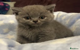 British Shorthair cats for sale: GCCF active mum and daughter blue BSH - Image 19