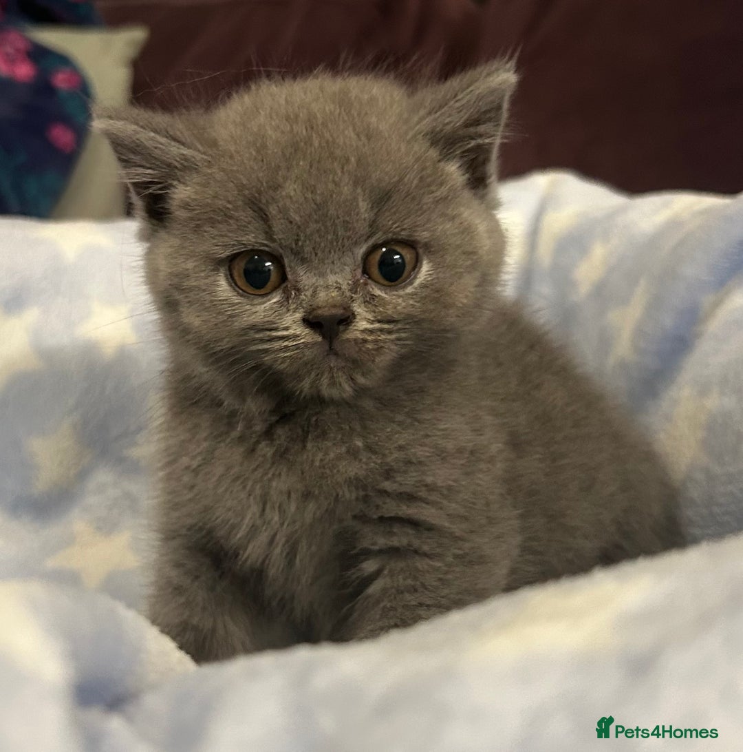 British Shorthair cats for sale: GCCF active mum and daughter blue BSH - Image 19