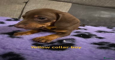 Miniature Dachshund dogs - Advert 2