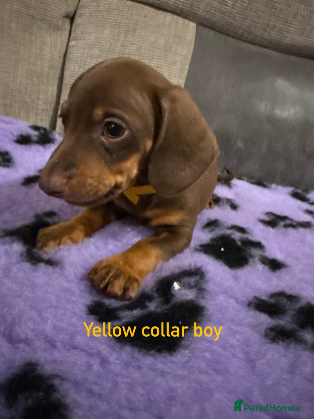 Miniature Dachshund dogs for sale: 3 chocolate and tan miniature dachshund puppies - Image 2