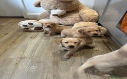Labrador Retriever dogs for sale: My lovely Labrador puppies - Image 23