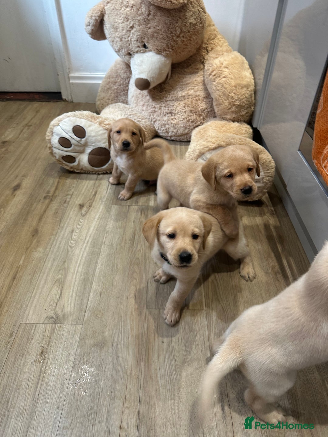 Labrador Retriever dogs for sale: My lovely Labrador puppies - Image 23