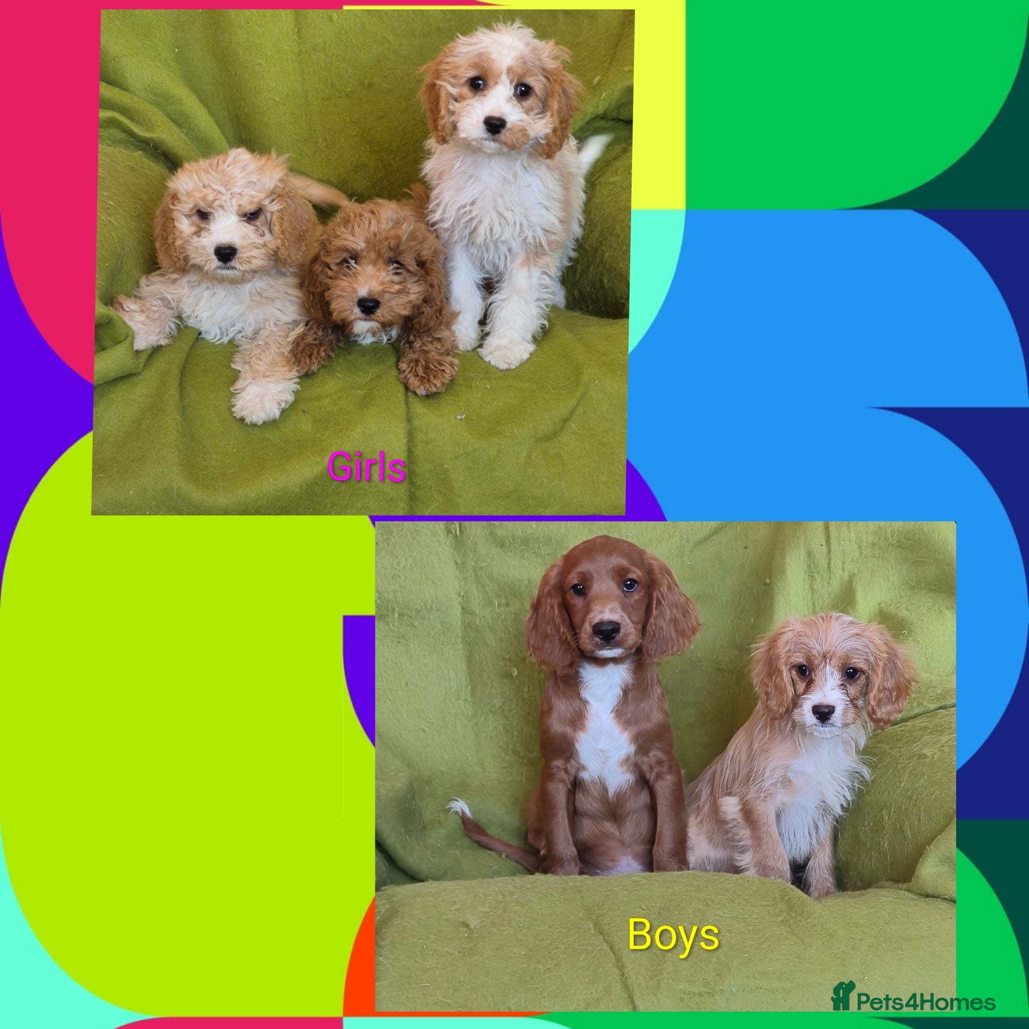 Cavapoo dogs Beautiful Cavapoo Puppies  - Advert 1