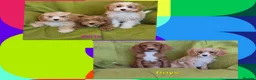 Cavapoo dogs for sale: Beautiful Cavapoo Puppies  - Advert 1