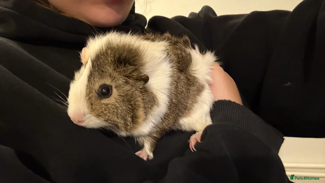 Guinea Pig rodents for sale: 3x Female Guinea Pigs  in Heanor - Advert 4