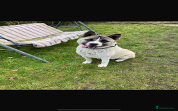 Akita dogs for sale: American Akita Puppys for sale  - Image 27