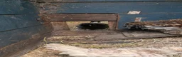 Chickens poultry for sale: Chickens for sale  - Advert 5