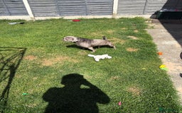 Pug dogs for sale:  looking to rehome my pug - Image 2