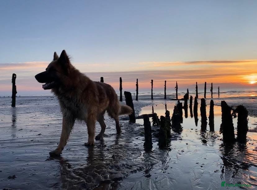 German Shepherd dogs Blue/tan KC pedigree German Shepherd puppies - Advert 2